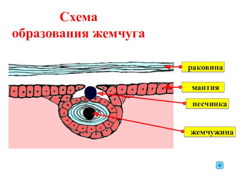 Схема образования жемчужины