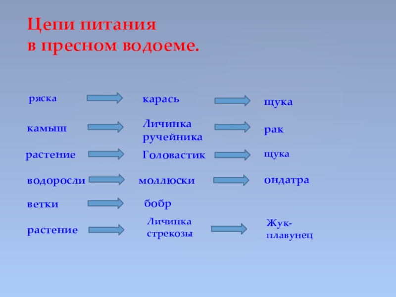 Схема питания пресноводного сообщества