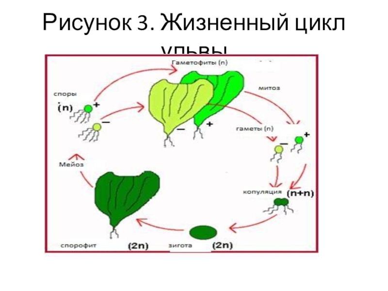 Картинка жизненный цикл