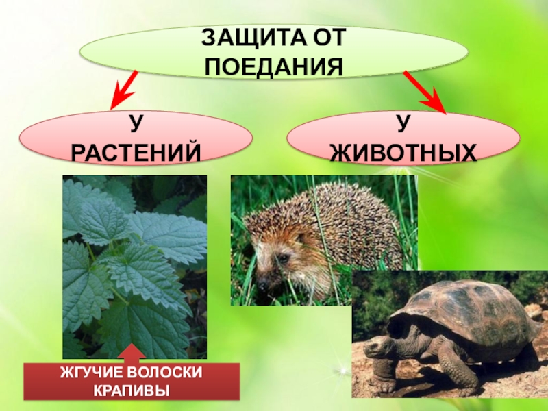 Как растения защищаются от врагов проект