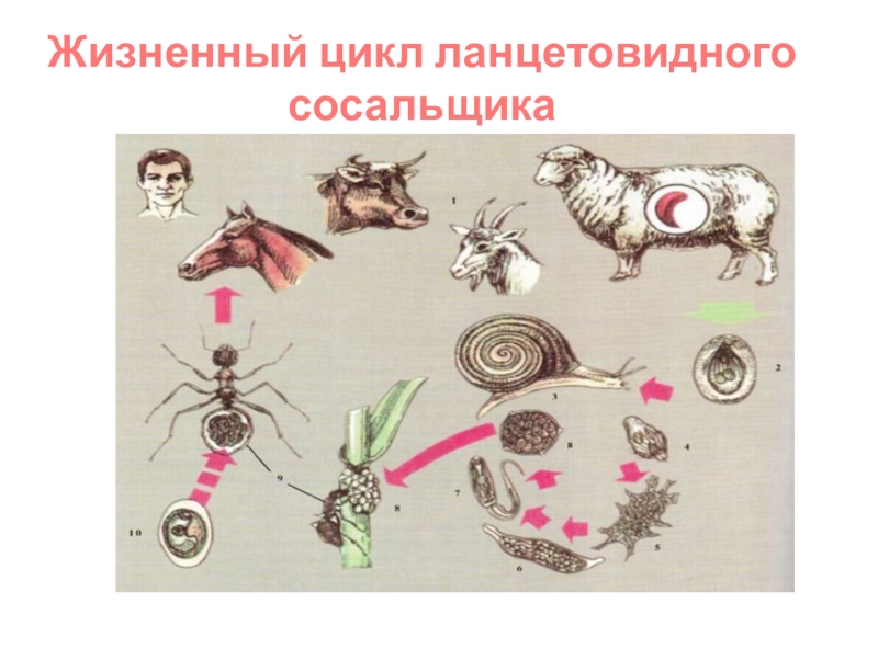 Жизненный цикл ланцетовидного сосальщика схема с описанием