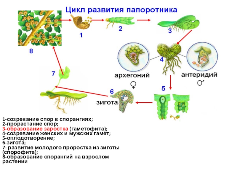 Стадии развития спора