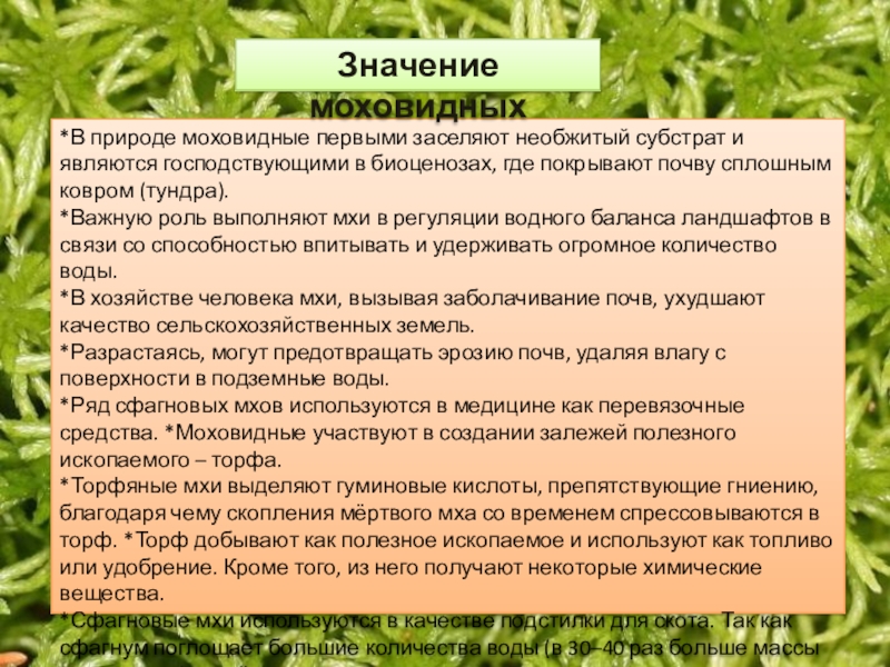 Особенности моховидных растений. Общая характеристика отдела Моховидные кратко. Моховидные растения характеристика. Краткая характеристика моховидных растений 5 класс. Отдел Моховидные общая характеристика.