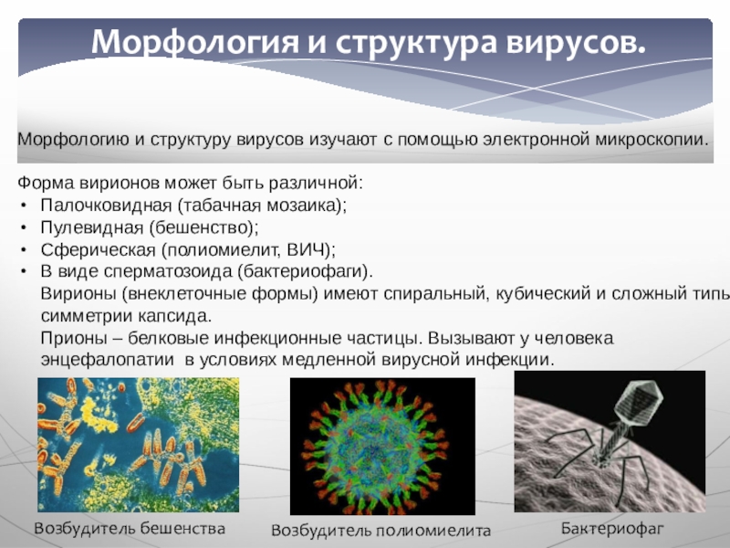 Морфология и структура вирусов.Морфологию и структуру вирусов изучают с помощью электронной микроскопии.  Форма вирионов может быть