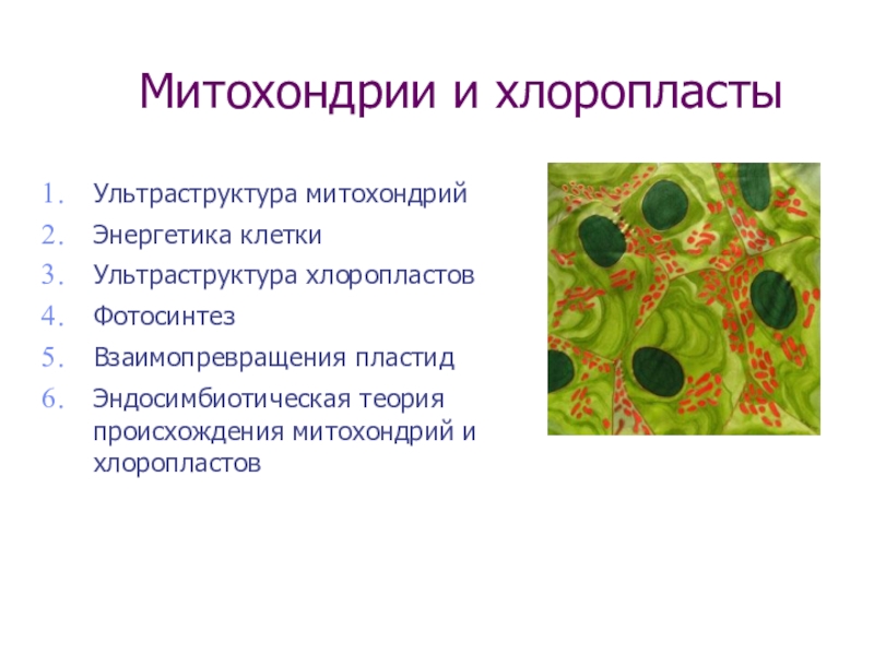 Презентация Митохондрии и хлоропласты