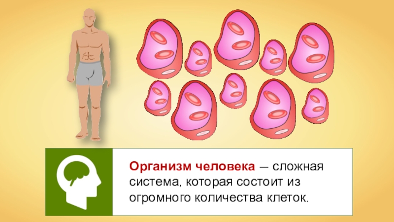 Презентация Организм человека — сложная система, которая состоит из огромного количества