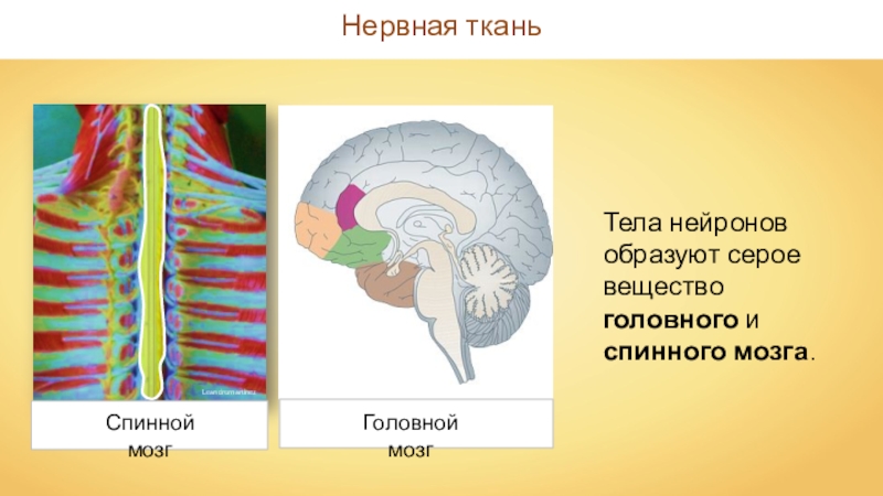 Спинной и головной мозг тест 8 класс. Тела нейронов образуют серое вещество головного мозга. Тела нейронов образуют вещество головного и спинного мозга. Тела нейронов образуют серое вещество. Организм человека состоит из огромного.