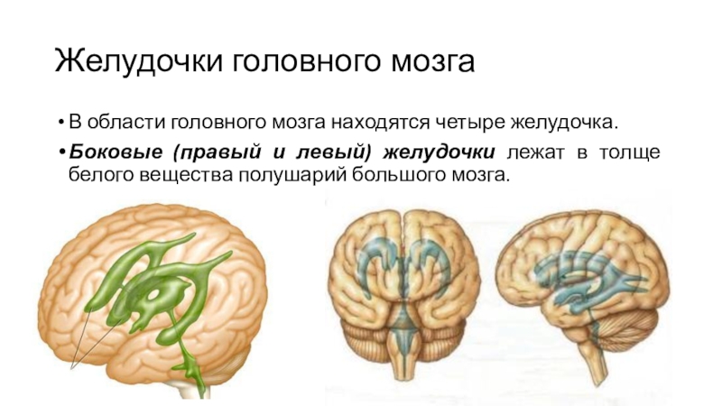Желудочки головного мозга. 4 Желудочек мозга. Боковые желудочки полушария большого мозга. Белое вещество полушарий большого мозга.