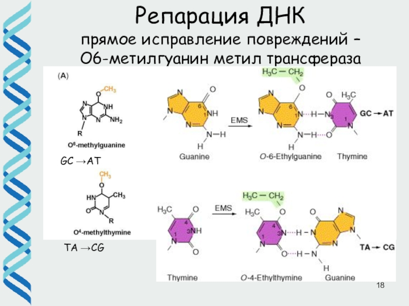 Репарация днк презентация