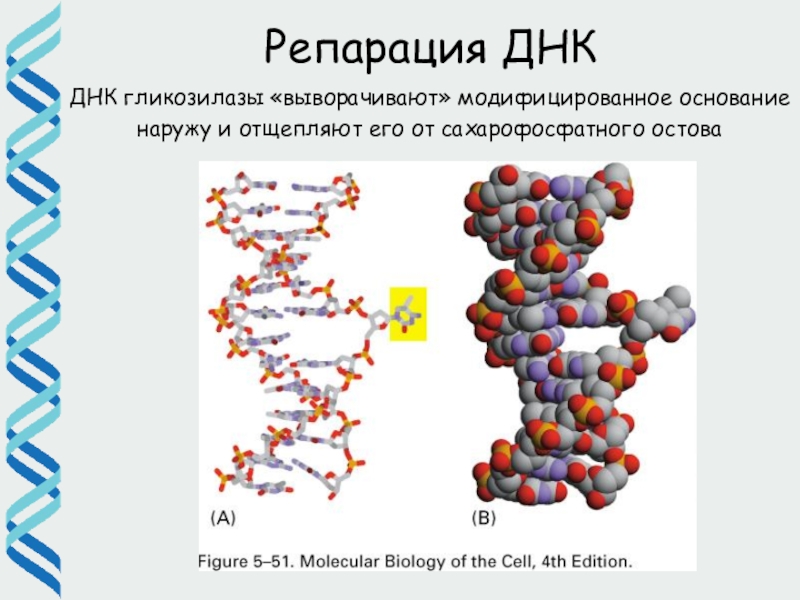 Репарация днк презентация