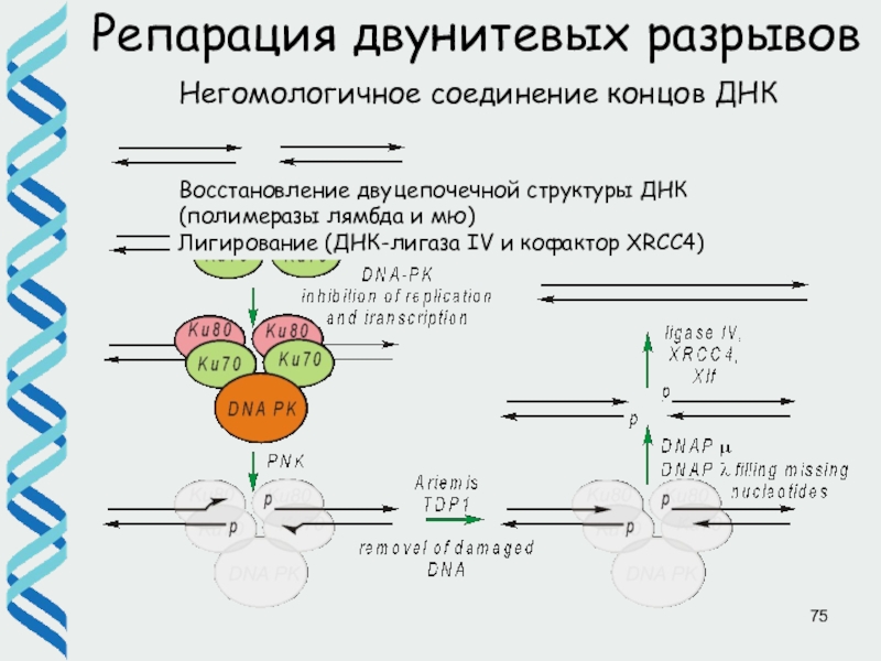 Двуцепочечная днк. Репарация двунитевых разрывов. Репарация ДНК лигазой. ДНК полимераза 1. Негомологичное соединение концов ДНК.