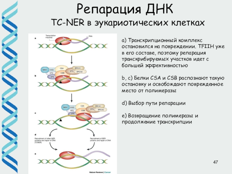 Репарация днк презентация