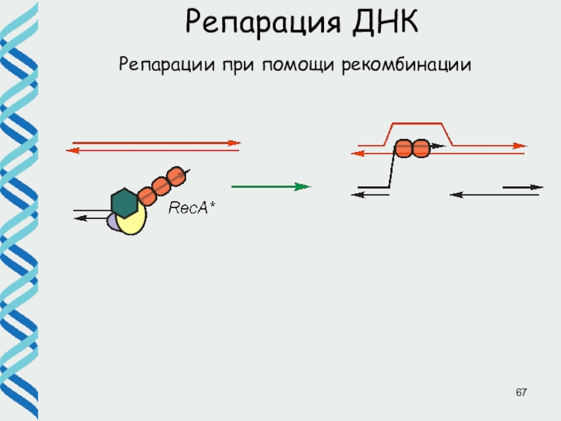 Репарация днк презентация