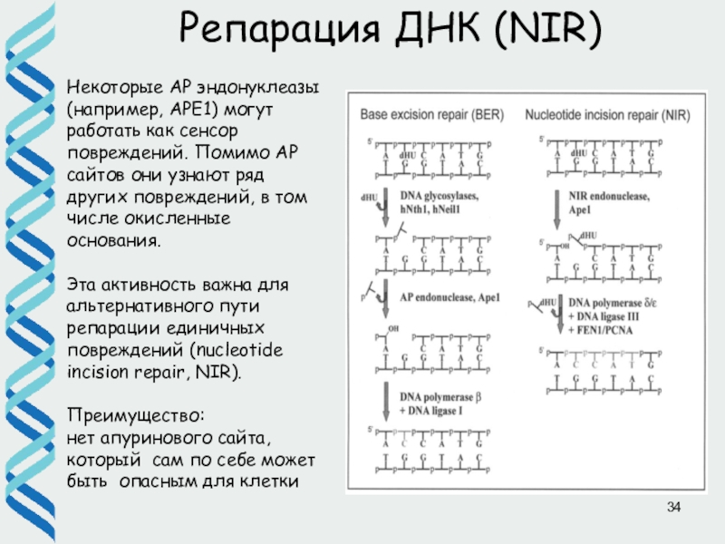 Репарация днк презентация