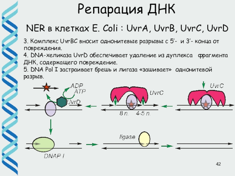 Репарация днк презентация