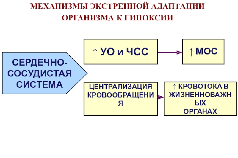 Экстренная адаптация к гипоксии схема