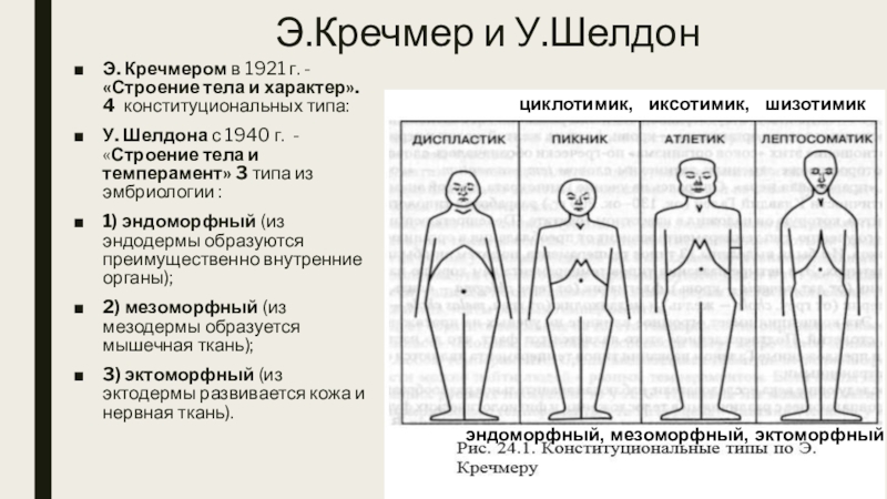 Как согласно типологии э кречмера называется тип строения тела человека на рисунке ниже