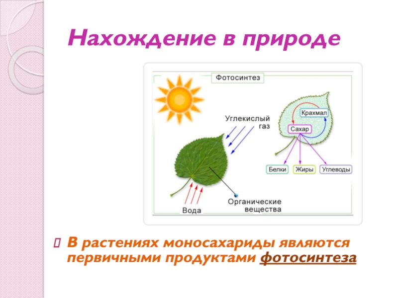 Фотосинтез у растений схема