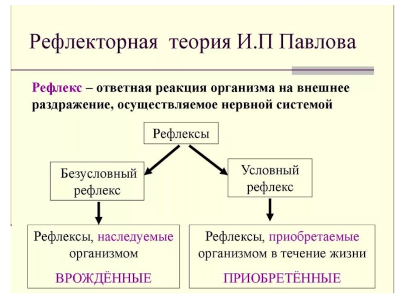 Рефлекторная теория поведения презентация 8 класс