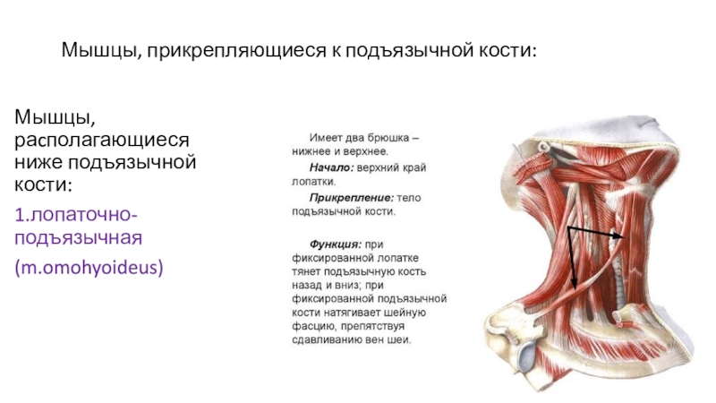 Мышцы расположенные ниже подъязычной кости