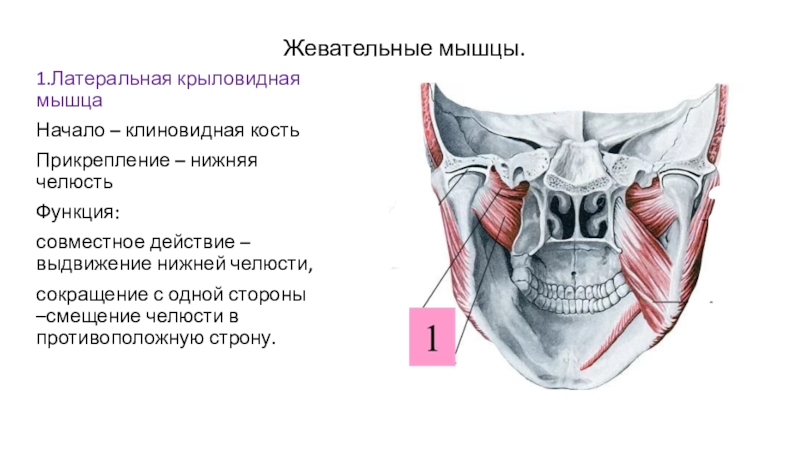 Крыловидная мышца челюсти фото