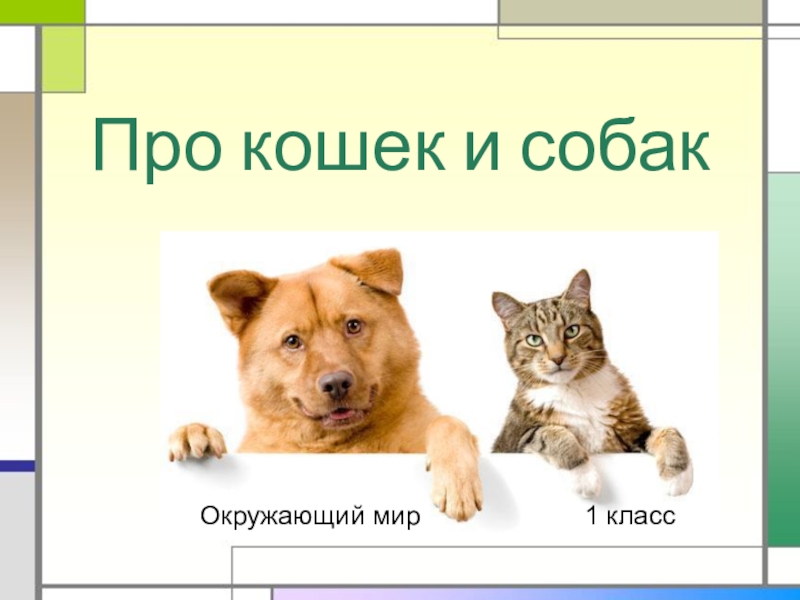 Презентация Про кошек и собак