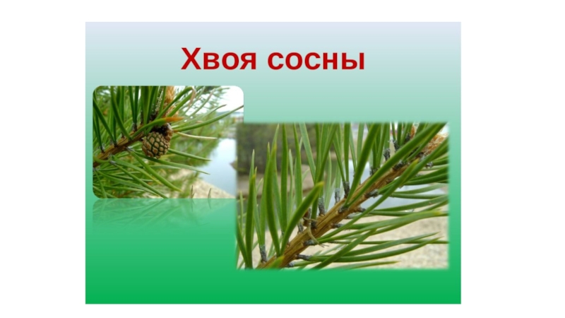 Хвоя сосны и ели. Хвоинки сосны обыкновенной. Хвоинки сосны обыкновенной рисунок. Иголки ели и сосны. Иголки сосны обыкновенной рисунок.