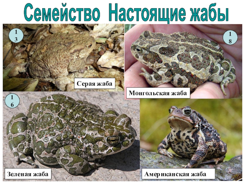 Развитие серой жабы