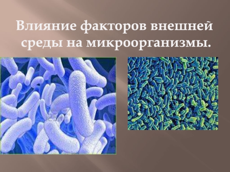 Презентация Влияние факторов внешней
среды н а микроорганизмы