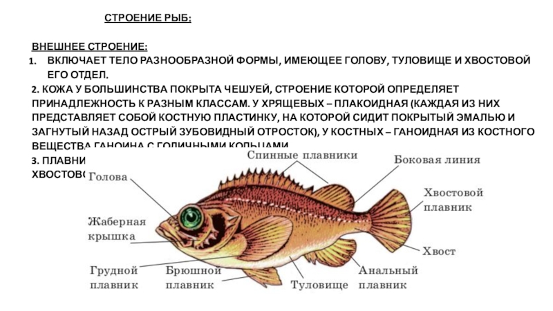 Строение рыбы 7 класс биология презентация