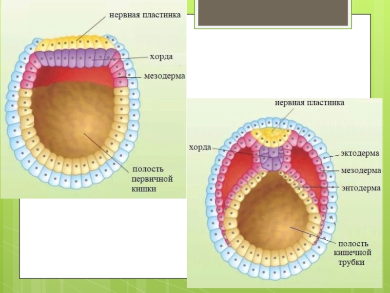 Онтогенез контрольная. Первичная кишечная полость онтогенез. Несовершенный онтогенез. 4. Онтогенез картофеля фото.