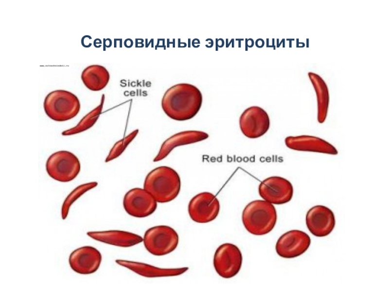 Повышение ретикулоцитов в крови