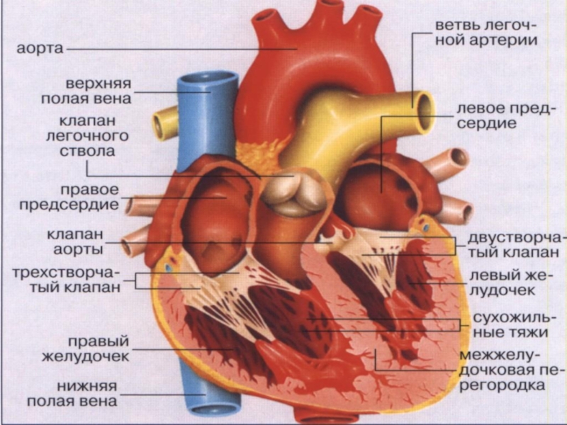 Доклад по теме Пороки сердца и беременность