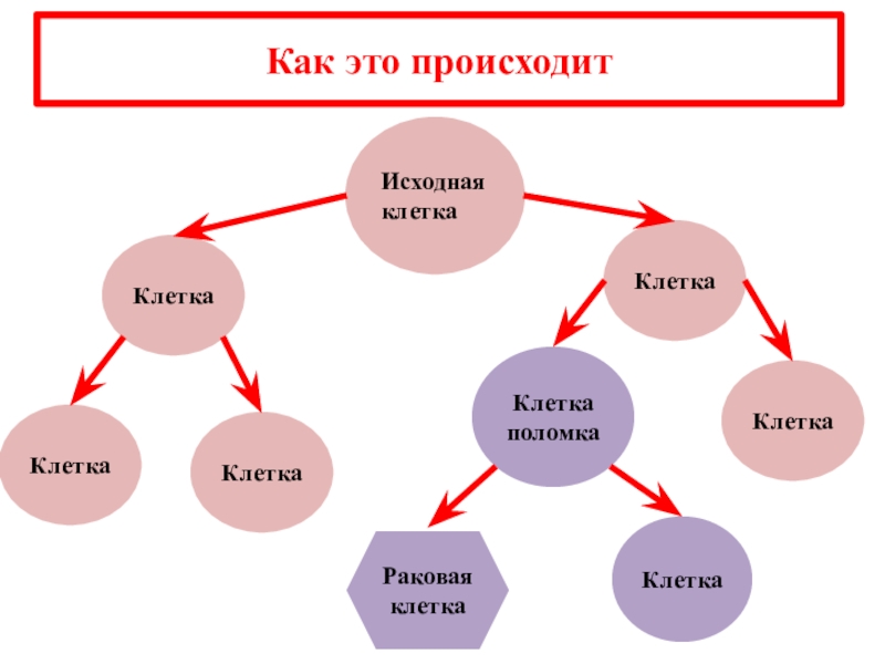 Исходная клетка