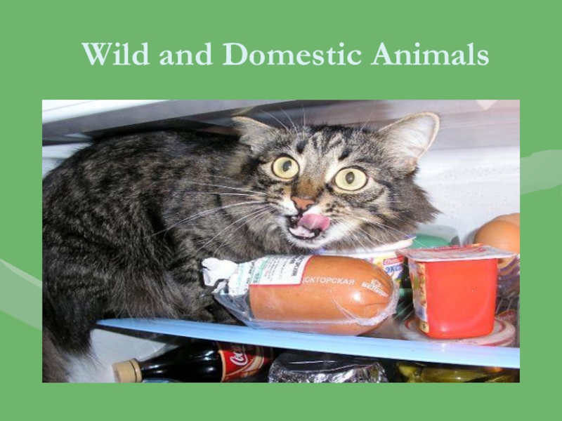 Презентация Wild and Domestic Animals