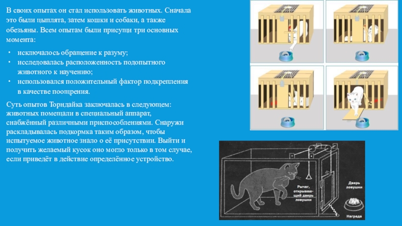 Проблема научения животных презентация