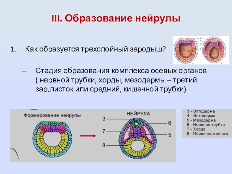 Нейрулы позвоночных животных