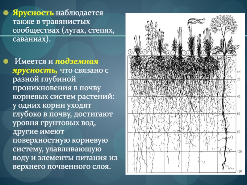 Растительные сообщества 7 класс тест с ответами. Подземная ярусность растений. Ярусность растительности Луговой степи. Ярусная структура Луговой экосистемы. Ярусность растений в степи.
