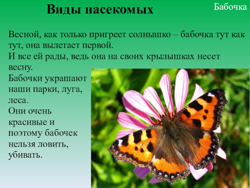 Бабочек какое число. Первая бабочка весной название. Бабочки которые появляются весной. Тут бабочка. Какие бабочки появляются весной.