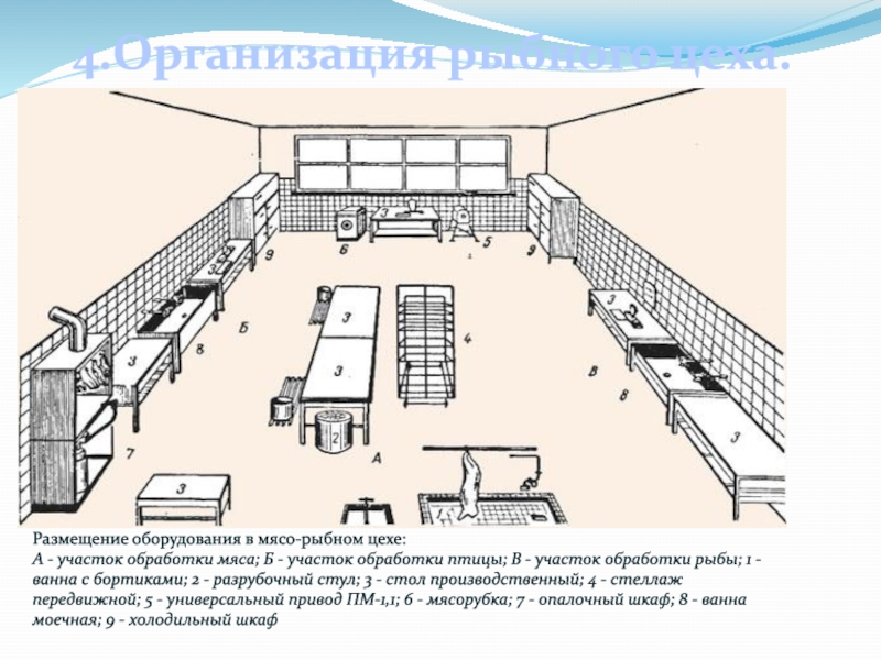 Схема рыбного цеха с расстановкой оборудования