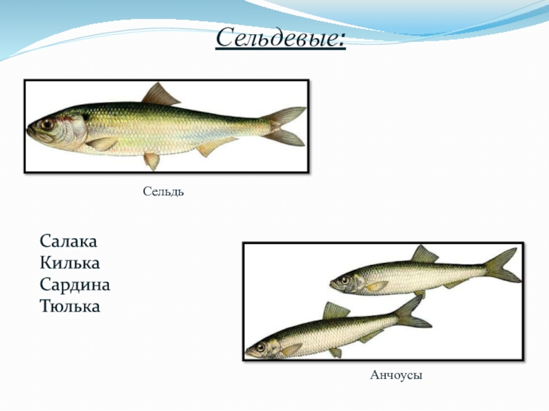 Килька и тюлька отличие