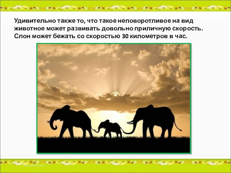 С какой скоростью бегает слон. Скорость слона км/ч. Слоны скорость бега. Скорость бега слона. Максимальная скорость бега слона.