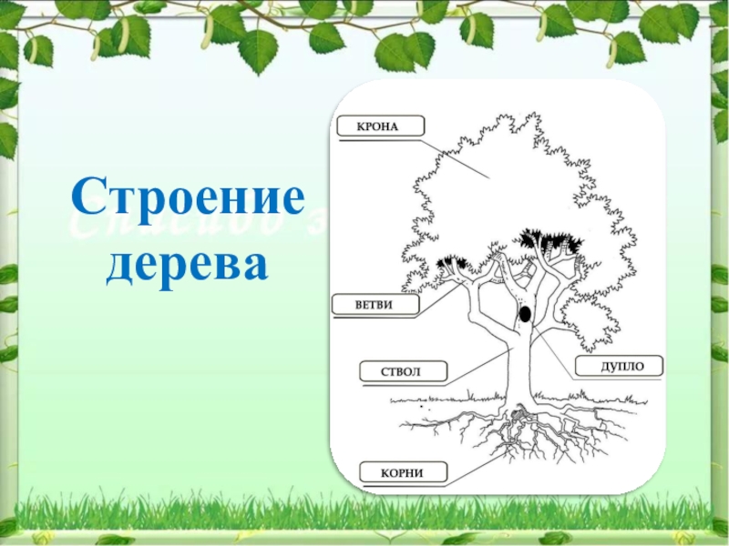 Строение дерева картинка для дошкольников