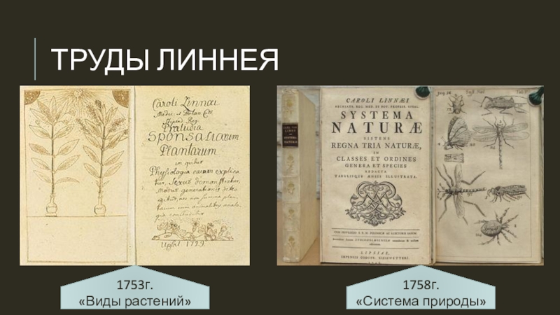 Материальная система природы. Книга Линнея система природы. Systema Naturae Карл Линней. Карл Линней коллекция. Коллекция Карла Линнея.