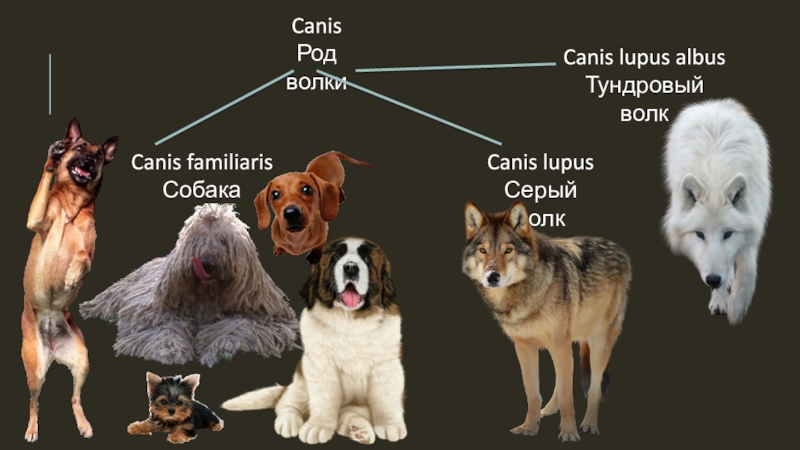 Род псов. Собака (canis familiaris) родичи. Род canis. Представитель рода canis. Естествознание собаки.