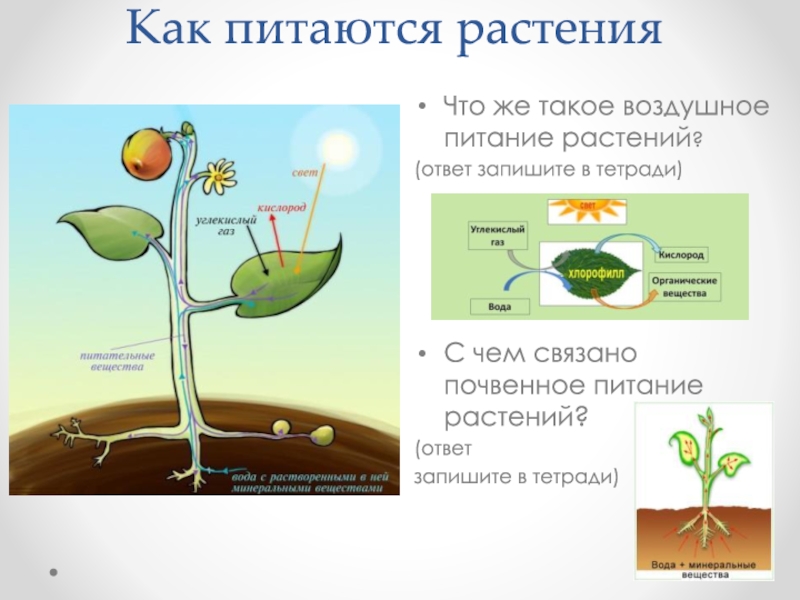 Можно ли жить не питаясь 5 класс биология презентация