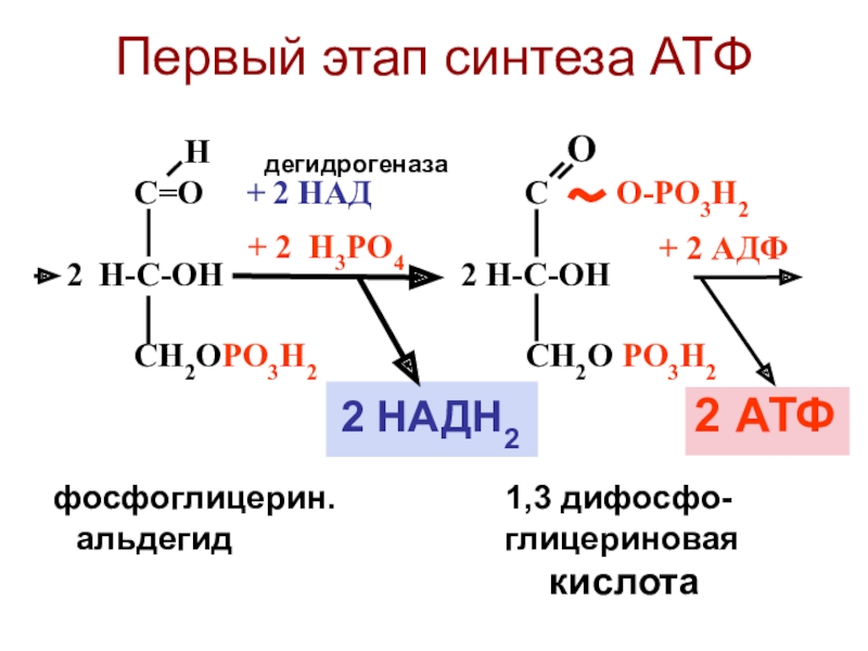 Происходит синтез атф за счет энергии. Образование АТФ формула. Стадии образования АТФ. Реакция синтеза АТФ из АДФ. Первый этап синтеза АТФ.