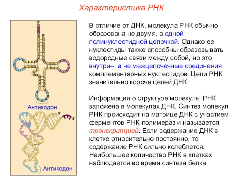 Виды рнк характеристика. Рибонуклеиновая кислота строение и функции. Структура полинуклеотидной цепи РНК. Цепь РНК строение.