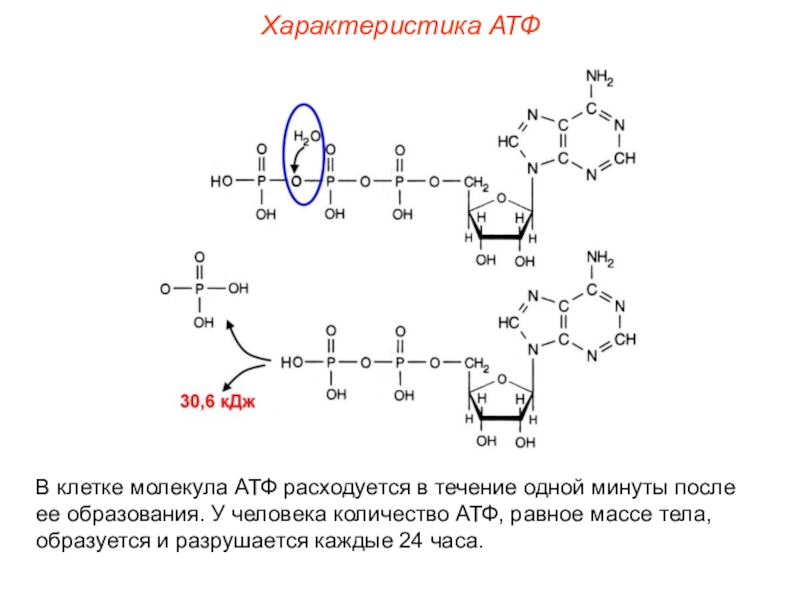 П атф. Охарактеризуйте структуру АТФ. Связи в молекуле АТФ. Свойства АТФ. Характеристика АТФ.