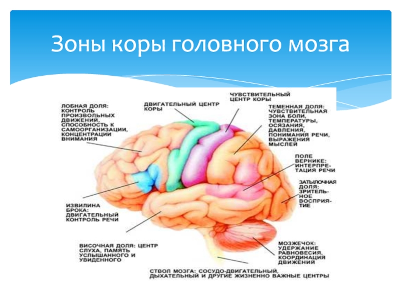 Моторные зоны мозга. Сенсорная зона коры головного мозга функции. Чувствительные сенсорные зоны в коре головного мозга функции. Вкусовая зона коры головного мозга.